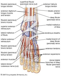 Foot Anatomy